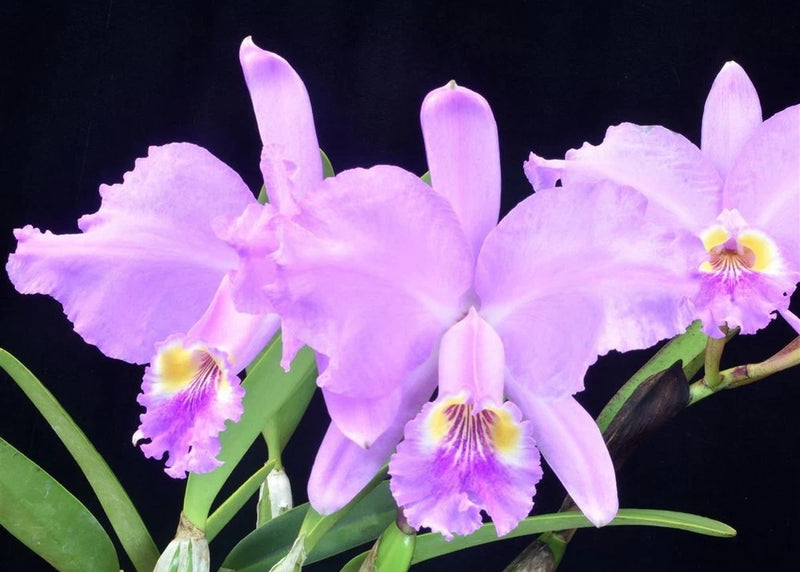 Lavender and purple Cattleya orchid flowers with green leaves and long petals