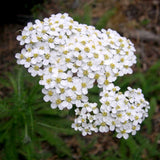 5000 White Yarrow Seeds (Achillea millefolium) Garden Plants