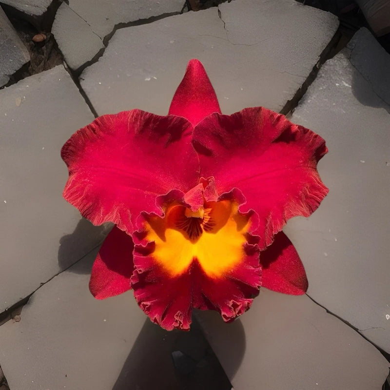 Red orchid plant clone with large ruffled petals and yellow-red center