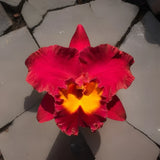 Rlc. Siam International ÔRed King 'Red Ocean' Orchid Plant Clone Orchids