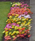LIVINGSTON DAISY / ICE PLANT MIX * COLORFUL * BLOOMS CLOSE AT NIGHT & REOPEN DAY Daisies