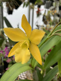 ORCHID PLANTS Eplc Sunburst 3 stem bare root division Orchids