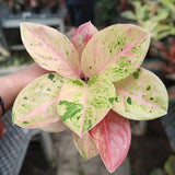 Aglaonema Emerald Ornamental Plant Flowering Plants