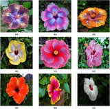 20 MIXED COLOR SEEDS HIBISCUS flower exotic bloom garden/house plant USA Seller Garden Plants
