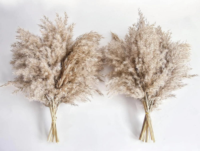 Pampas Grass Decor, Natural Dry Small, Short 20-Nature, Brown Pampas Grass