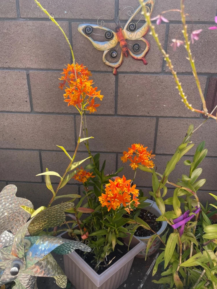 Orange flowering plant with green leaves in square planter, butterfly yard decor
