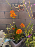 Epidemdrum plants .choose your colors ,4 air roots  for $25 + shipping Orchids