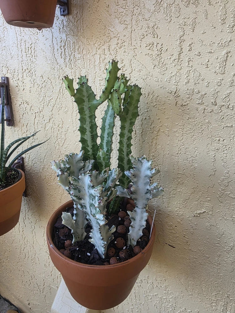 Variegated Euphorbia lactea succulent in terracotta pot, pale spined branching stems