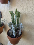 Euphorbia lactea 'Dragon Bone' & Variegated Bare Root Succulent Plant Orchids