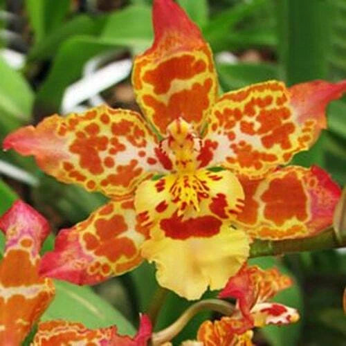 4-inch orchid plant with red-orange and yellow spotted, star-shaped blossoms