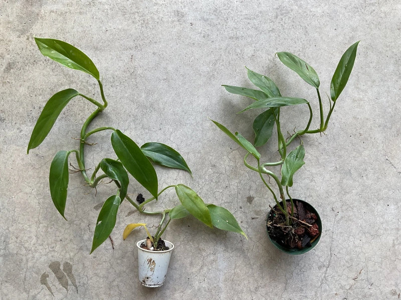 Rooted Philodendron tripartitum houseplant, two small green leafy plants in pots