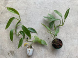 Philodendron tripartitum 1.5Ó rooted w damaged leaves Aroid houseplant Orchids