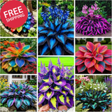 290+ Perennial Hostas for Planting, Low Maintenance Rich Foliage, Heart Shaped L Lily