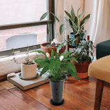 4 Pcs Plastic Orchid Pots with Holes Planter for Indoor Plants Breathable Tray Garden Plants