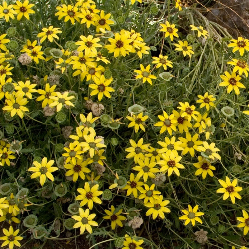 200+ Chocolate (Berlandiera Lyrata) Daisy Seeds for Garden - FREE SHIPPING! Garden Plants