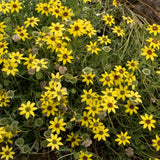 200+ Chocolate (Berlandiera Lyrata) Daisy Seeds for Garden - FREE SHIPPING! Garden Plants