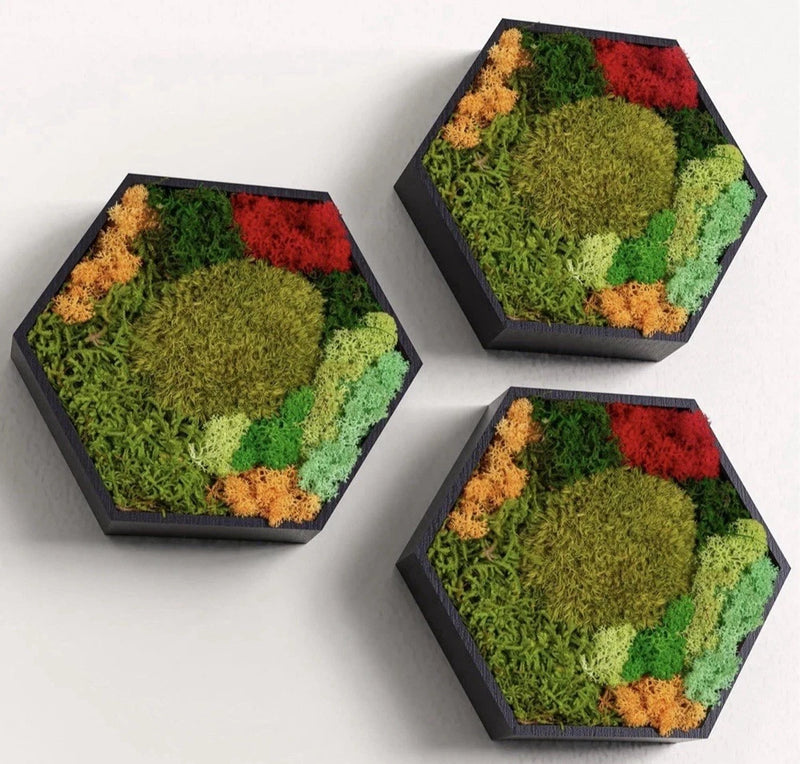 New Hanging Preserved Real Moss Design Art Frame Interior Home Decor 3 PACK Dried Flower
