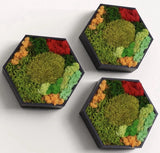 New Hanging Preserved Real Moss Design Art Frame Interior Home Decor 3 PACK Dried Flower