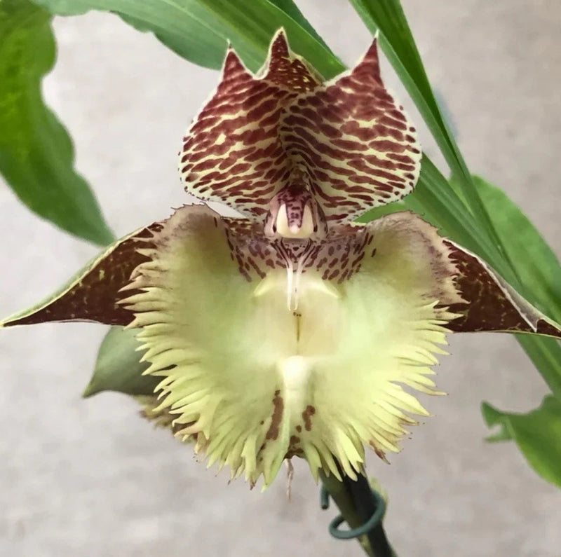 Catasetum orchid flower with brown speckled petals and yellow fringed labellum