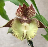 Pleasantly Fragrant - Catasetum Frilly Doris Orchids