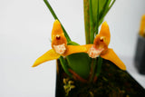 Maxillaria Orchid ~ Max tenuifolia 'Yamada' ~ COCONUT FRAGRANT  ~ Bloom Size Orchids