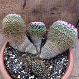 D2857 MAMMILLARIA HANIANA pot30-H17-W32 cm MaMa Cactus Green Plant
