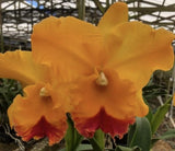 Rlc. Yasuji Takasaki ÔHawaiiÕ  Fragrant Orchids
