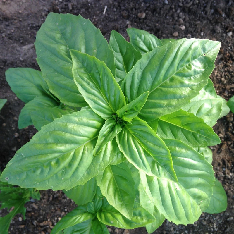 Genovese Pesto Basil Seeds | NON-GMO, Heirloom | Fresh Garden Seeds Garden Plants