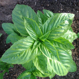 Genovese Pesto Basil Seeds | NON-GMO, Heirloom | Fresh Garden Seeds Garden Plants