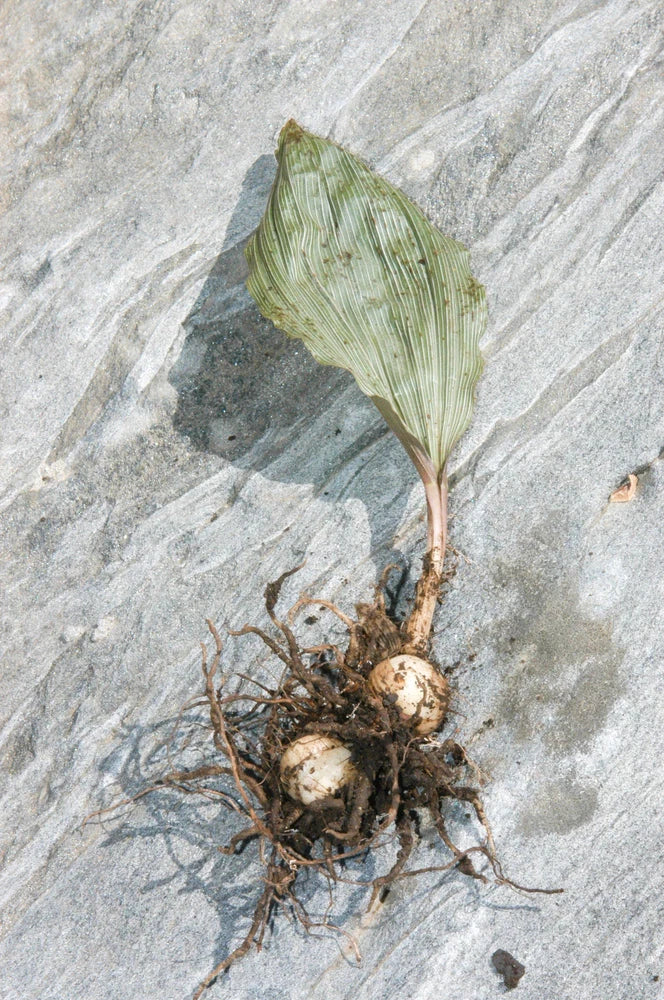 Bare-root orchid plant with green leaves and brown root ball
