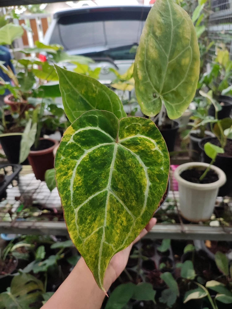Variegated anthurium plant leaf with green color and light vein pattern
