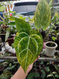 Anthurium Crystalinum variegated - rare variegaten anthurium Green Plant