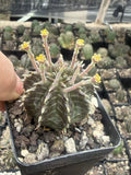 2PCS Euphorbia valida Cactus Succulent plants Garden plants selfroot 3CM Garden Plants