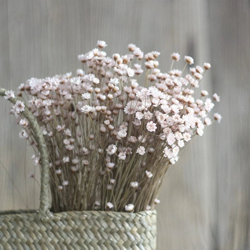 50pcs Mini Star Chrysanthemum Dried Bouquet Home Flower Party Decoration Floral Dried Flower
