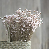 50pcs Mini Star Chrysanthemum Dried Bouquet Home Flower Party Decoration Floral Dried Flower