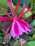 25+ FRESH SEEDS Epiphyllum Orchid Cactus "RED & WHITE STRIPES" COLOR x MYSTERIAN Orchids
