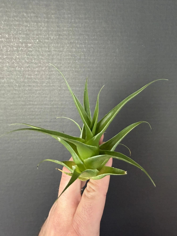 Green bromeliad air plant with spiky rosette leaves, held in hand