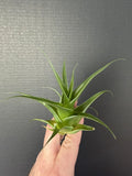 Catopsis Subulata RARE Carnivorous Bromeliad Like Orchid Airplant Terrarium Orchids