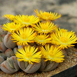 Lithops bonsai SS0066 Living Stones Flower Succulent Cactus Rare Succulent seeds Orchids