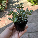 Pink Ice Plant Sandstone Vygie Pink Flowers Trailing Plant 2'' potted Succulent Green Plant