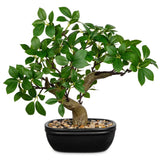 Artificial Bonsai Tree 12.9 Inch Faux Ficus Plant in Ceramic Pot with Pebbles... Green Plant
