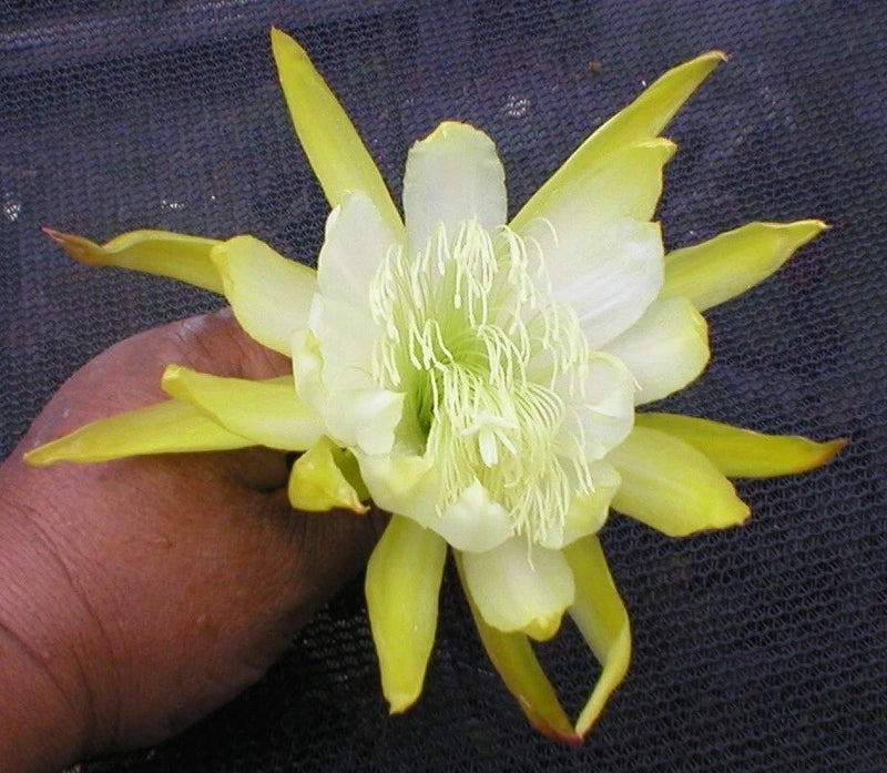 White and yellow orchid cactus bloom with long stamens, held in hand