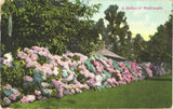 A Beautiful View of Colorful Gardens, A Hedge of Hydrangeas Flowers1911 Postcard Hydrangea