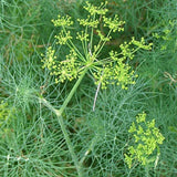 Dill Bouquet, Vanderbilt, Heirloom, NON-GMO, Easy Grow Herb, FREE SHIPPING Bouquet