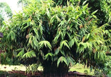 Thysanolaena Maxima 800+ Seeds, Tiger Broom Garden Grass, Nepali T. Latifolia Garden Plants