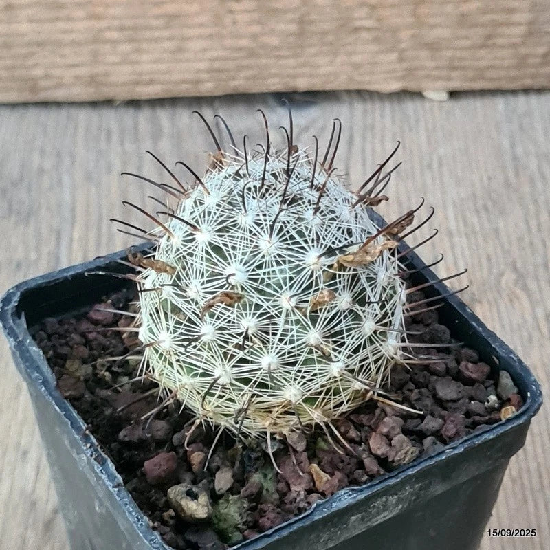D6403 MAMMILLARIA STELLA DE TACUBAIA pot7-H5-W5 cm MaMa Cactus Green Plant