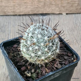 D6403 MAMMILLARIA STELLA DE TACUBAIA pot7-H5-W5 cm MaMa Cactus Green Plant