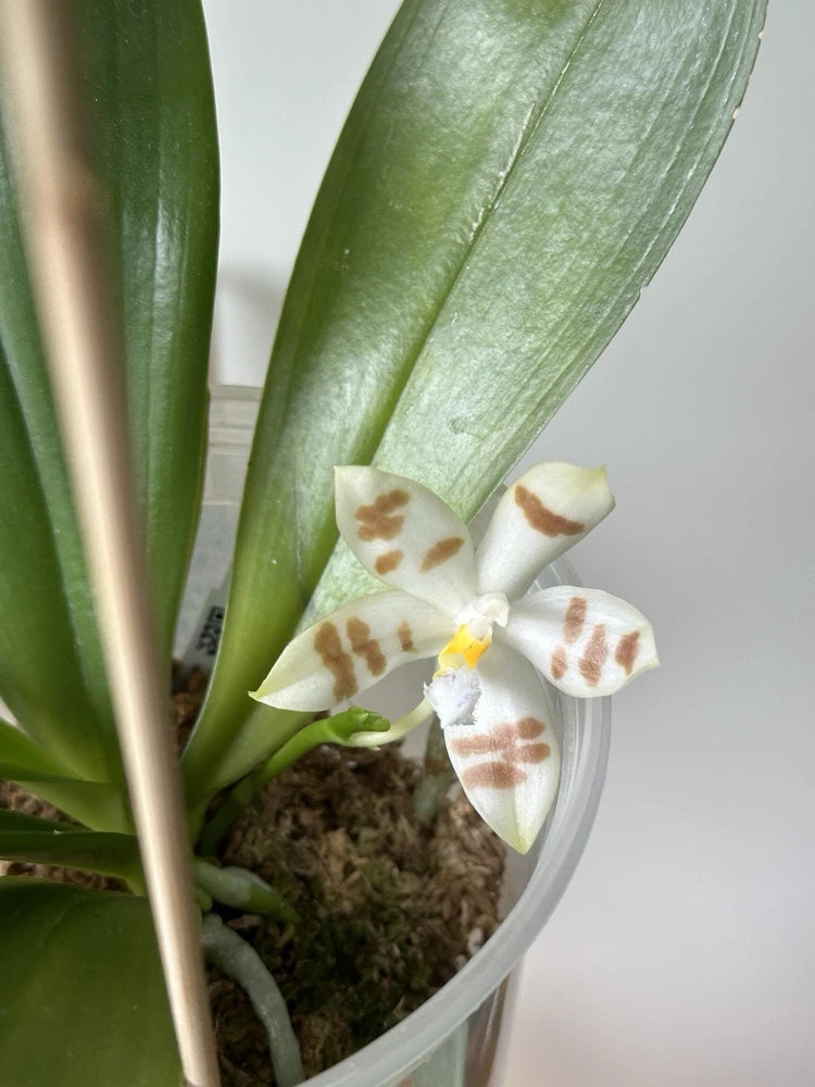 Brown-spotted white Phalaenopsis orchid flower in pot