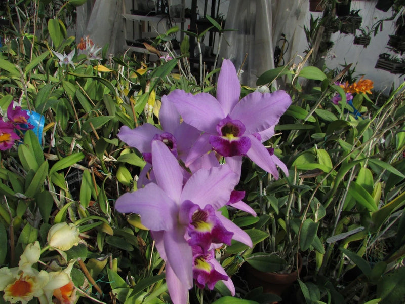 Laelia cattleya orchid division with three lavender-purple blooms and magenta centers