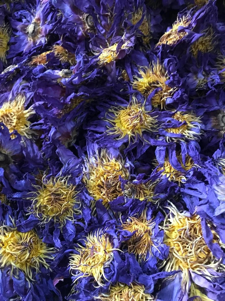 Dried blue lotus flowers for herbal tea, yellow stamens on deep blue petals